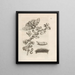 The Miraculous Transformation of Caterpillars and the Strange Food of Flowers Pl032 - Maria Sibylla Merian — framed artwork on a wall