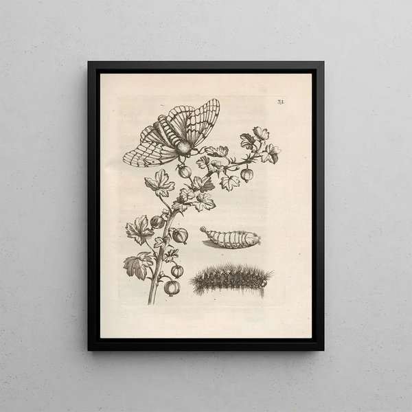 The Miraculous Transformation of Caterpillars and the Strange Food of Flowers Pl032 - Maria Sibylla Merian — framed artwork on a wall