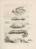 La transformation miraculeuse des chenilles et l'étrange nourriture des fleurs Pl033 - Maria Sibylla Merian — artwork view