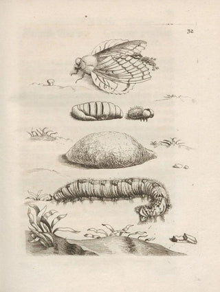 Maria Sibylla Merian - Der Raupen wunderbare Verwandelung und sonderbare BlumenNahrung Pl033.webp