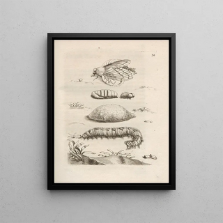 Maria Sibylla Merian - Der Raupen wunderbare Verwandelung und sonderbare BlumenNahrung Pl033.webp