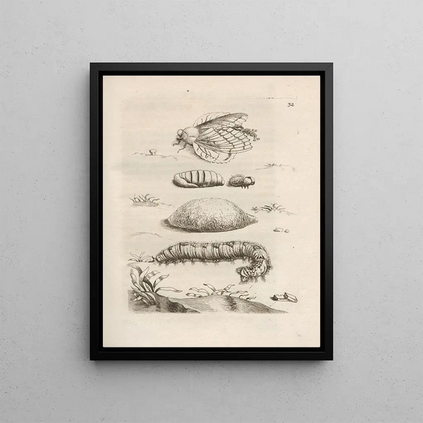 La transformation miraculeuse des chenilles et l'étrange nourriture des fleurs Pl033 - Maria Sibylla Merian — framed artwork on a wall