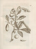 The Miraculous Transformation of Caterpillars and the Strange Food of Flowers Pl034 - Maria Sibylla Merian — artwork view