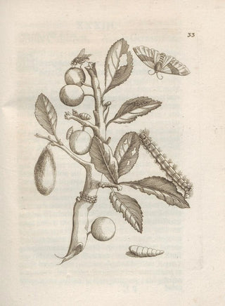 Maria Sibylla Merian - Der Raupen wunderbare Verwandelung und sonderbare BlumenNahrung Pl034.webp