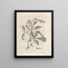 The Miraculous Transformation of Caterpillars and the Strange Food of Flowers Pl034 - Maria Sibylla Merian — framed artwork on a wall