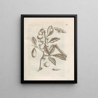 Maria Sibylla Merian - Der Raupen wunderbare Verwandelung und sonderbare BlumenNahrung Pl034.webp