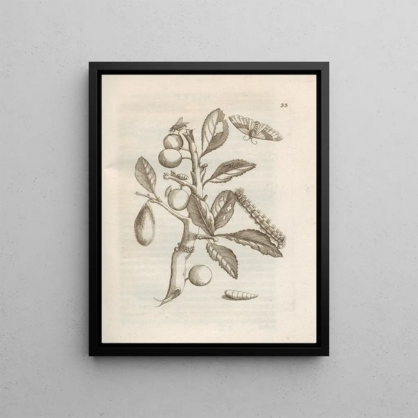 The Miraculous Transformation of Caterpillars and the Strange Food of Flowers Pl034 - Maria Sibylla Merian — framed artwork on a wall