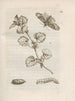 The Miraculous Transformation of Caterpillars and the Strange Food of Flowers Pl035 - Maria Sibylla Merian — artwork view