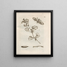 The Miraculous Transformation of Caterpillars and the Strange Food of Flowers Pl035 - Maria Sibylla Merian — framed artwork on a wall