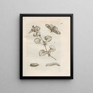 Maria Sibylla Merian - Der Raupen wunderbare Verwandelung und sonderbare BlumenNahrung Pl035.webp