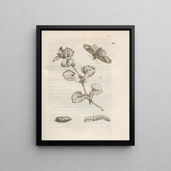 The Miraculous Transformation of Caterpillars and the Strange Food of Flowers Pl035 - Maria Sibylla Merian — framed artwork on a wall