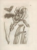 La transformation miraculeuse des chenilles et l'étrange nourriture des fleurs Pl036 - Maria Sibylla Merian — artwork view