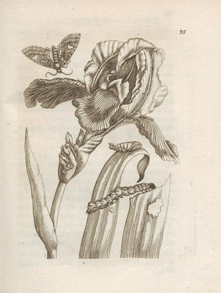 Maria Sibylla Merian - Der Raupen wunderbare Verwandelung und sonderbare BlumenNahrung Pl036.webp