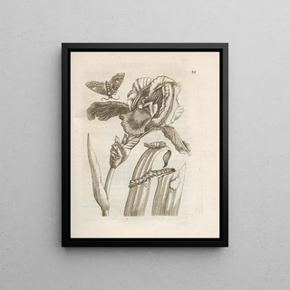 Maria Sibylla Merian - Der Raupen wunderbare Verwandelung und sonderbare BlumenNahrung Pl036.webp