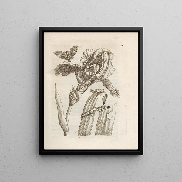 La transformation miraculeuse des chenilles et l'étrange nourriture des fleurs Pl036 - Maria Sibylla Merian — framed artwork on a wall