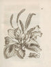 The Miraculous Transformation of Caterpillars and the Strange Food of Flowers Pl037 - Maria Sibylla Merian — artwork view