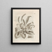 The Miraculous Transformation of Caterpillars and the Strange Food of Flowers Pl037 - Maria Sibylla Merian — framed artwork on a wall