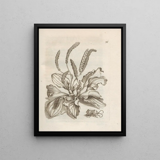 Maria Sibylla Merian - Der Raupen wunderbare Verwandelung und sonderbare BlumenNahrung Pl037.webp