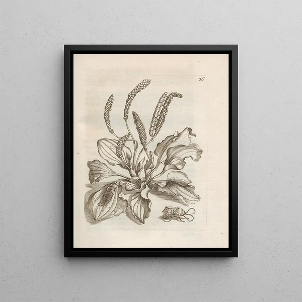 The Miraculous Transformation of Caterpillars and the Strange Food of Flowers Pl037 - Maria Sibylla Merian — framed artwork on a wall