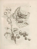 The Miraculous Transformation of Caterpillars and the Strange Food of Flowers Pl038 - Maria Sibylla Merian — artwork view