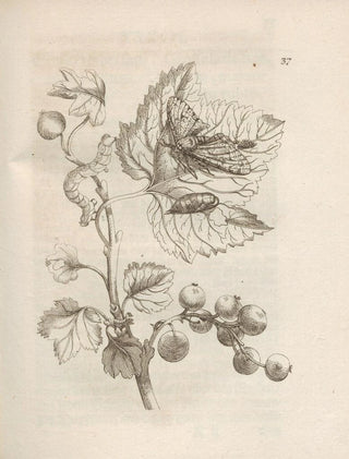 Maria Sibylla Merian - Der Raupen wunderbare Verwandelung und sonderbare BlumenNahrung Pl038.webp