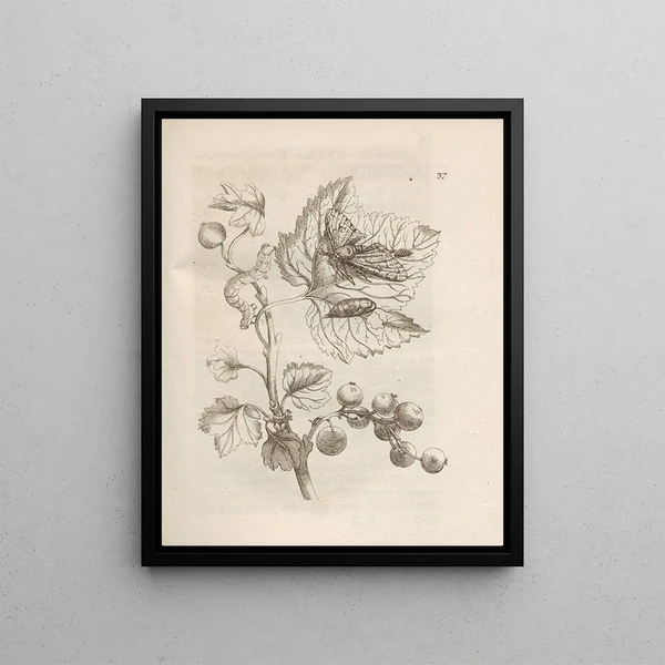 The Miraculous Transformation of Caterpillars and the Strange Food of Flowers Pl038 - Maria Sibylla Merian — framed artwork on a wall