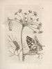 The Miraculous Transformation of Caterpillars and the Strange Food of Flowers Pl039 - Maria Sibylla Merian — artwork view