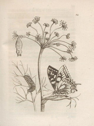 Maria Sibylla Merian - Der Raupen wunderbare Verwandelung und sonderbare BlumenNahrung Pl039.webp