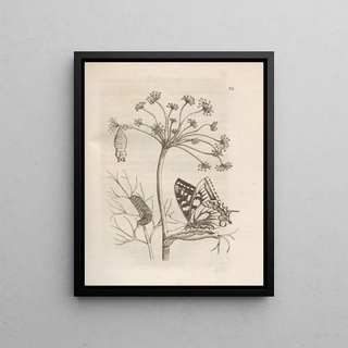 Maria Sibylla Merian - Der Raupen wunderbare Verwandelung und sonderbare BlumenNahrung Pl039.webp