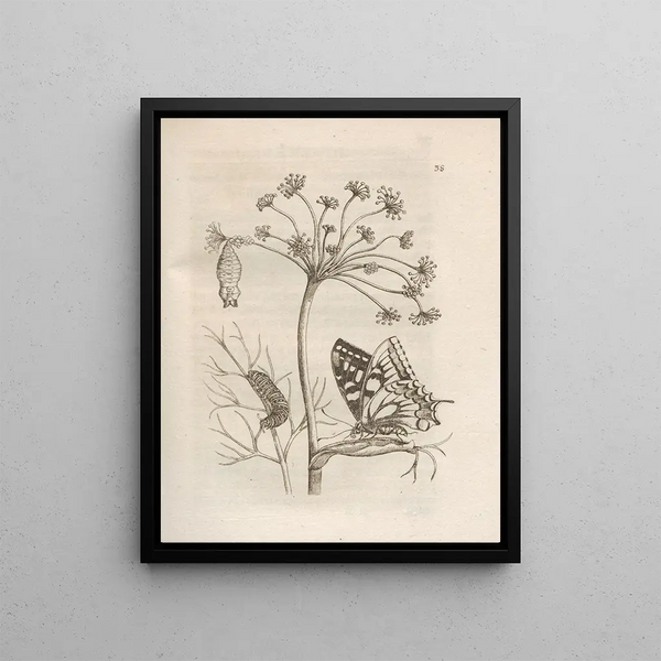 The Miraculous Transformation of Caterpillars and the Strange Food of Flowers Pl039 - Maria Sibylla Merian — framed artwork on a wall
