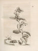 The Miraculous Transformation of Caterpillars and the Strange Food for Flowers Pl040 - Maria Sibylla Merian — artwork view