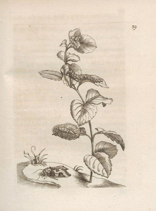Maria Sibylla Merian - Der Raupen wunderbare Verwandelung und sonderbare BlumenNahrung Pl040.webp