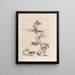 The Miraculous Transformation of Caterpillars and the Strange Food for Flowers Pl040 - Maria Sibylla Merian — framed artwork on a wall