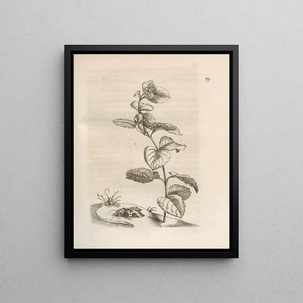 The Miraculous Transformation of Caterpillars and the Strange Food for Flowers Pl040 - Maria Sibylla Merian — framed artwork on a wall