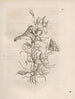 The Miraculous Transformation of Caterpillars and the Strange Food of Flowers Pl041 - Maria Sibylla Merian — artwork view