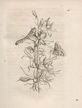 Maria Sibylla Merian - Der Raupen wunderbare Verwandelung und sonderbare BlumenNahrung Pl041.webp