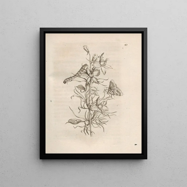 The Miraculous Transformation of Caterpillars and the Strange Food of Flowers Pl041 - Maria Sibylla Merian — framed artwork on a wall