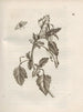 The Miraculous Transformation of Caterpillars and the Strange Food of Flowers Pl042 - Maria Sibylla Merian — artwork view