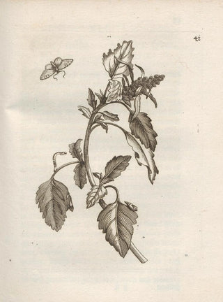Maria Sibylla Merian - Der Raupen wunderbare Verwandelung und sonderbare BlumenNahrung Pl042.webp