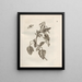 The Miraculous Transformation of Caterpillars and the Strange Food of Flowers Pl042 - Maria Sibylla Merian — framed artwork on a wall