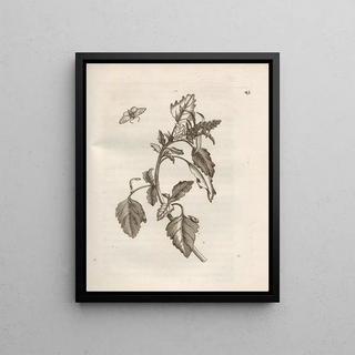 Maria Sibylla Merian - Der Raupen wunderbare Verwandelung und sonderbare BlumenNahrung Pl042.webp