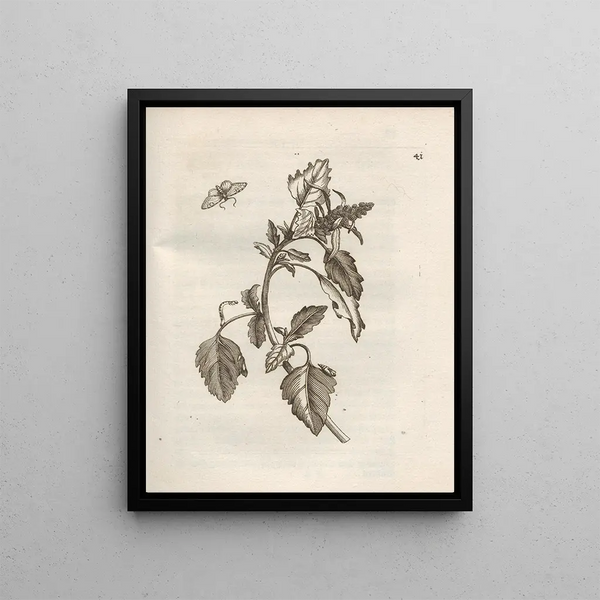 The Miraculous Transformation of Caterpillars and the Strange Food of Flowers Pl042 - Maria Sibylla Merian — framed artwork on a wall