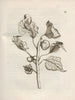 The Miraculous Transformation of Caterpillars and the Strange Food of Flowers Pl043 - Maria Sibylla Merian — artwork view