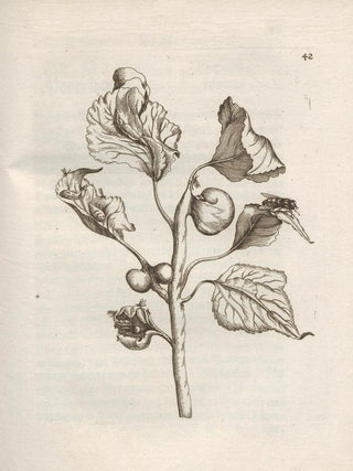 Maria Sibylla Merian - Der Raupen wunderbare Verwandelung und sonderbare BlumenNahrung Pl043.webp