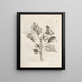 The Miraculous Transformation of Caterpillars and the Strange Food of Flowers Pl043 - Maria Sibylla Merian — framed artwork on a wall