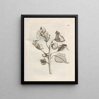 Maria Sibylla Merian - Der Raupen wunderbare Verwandelung und sonderbare BlumenNahrung Pl043.webp