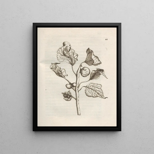 The Miraculous Transformation of Caterpillars and the Strange Food of Flowers Pl043 - Maria Sibylla Merian — framed artwork on a wall