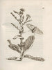 The Miraculous Transformation of Caterpillars and the Strange Food of Flowers Pl044 - Maria Sibylla Merian — artwork view
