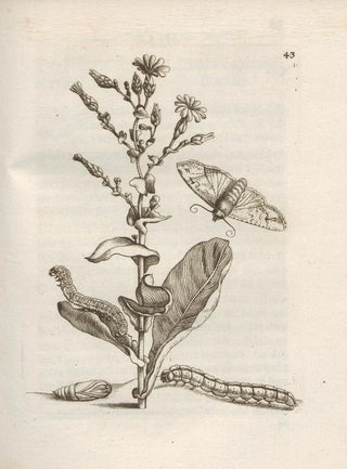 Maria Sibylla Merian - Der Raupen wunderbare Verwandelung und sonderbare BlumenNahrung Pl044.webp