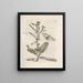 The Miraculous Transformation of Caterpillars and the Strange Food of Flowers Pl044 - Maria Sibylla Merian — framed artwork on a wall